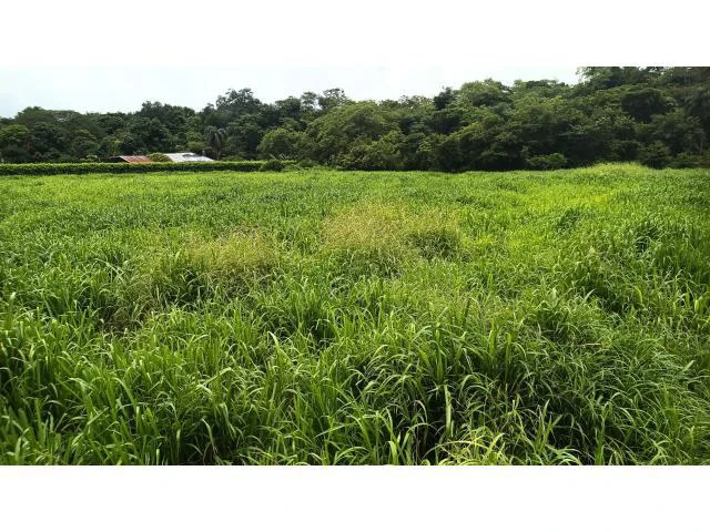 Amazing building property for sale 5 minutes away from Liberia center and 2 minutes walking to the Colorado River - Gallery image 22