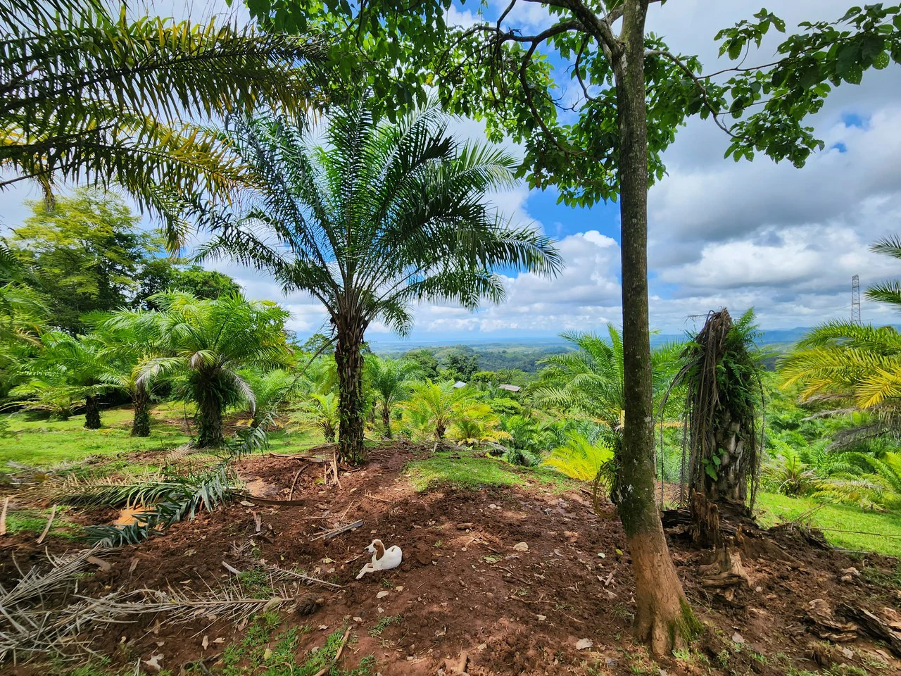 PRIME PARRITA FARM FOR SALE - Gallery image 5