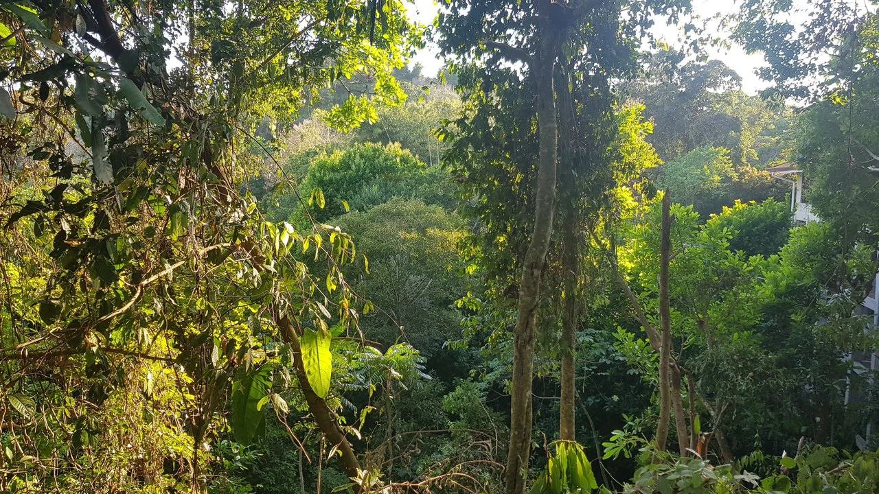 Building Lot in Manuel Antonio, Surrounded by Nature - Gallery image 9