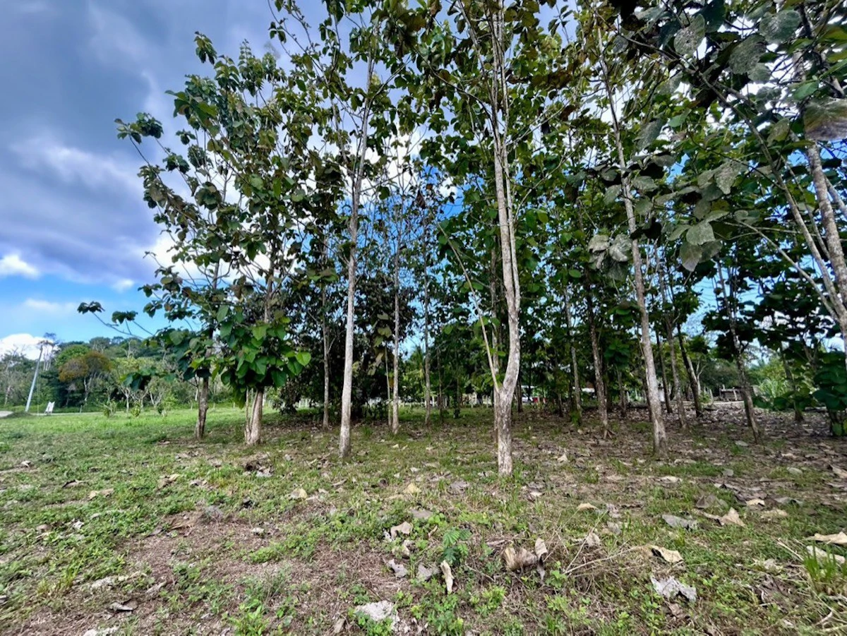 2.4 Acres Building Lot in Osa Peninsula - Gallery image 10