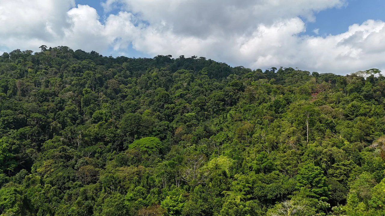 CONSERVATION AND DEVELOPMENT LAND WITH OCEAN VIEW IN SIERPE, COSTA RICA - Gallery image 32