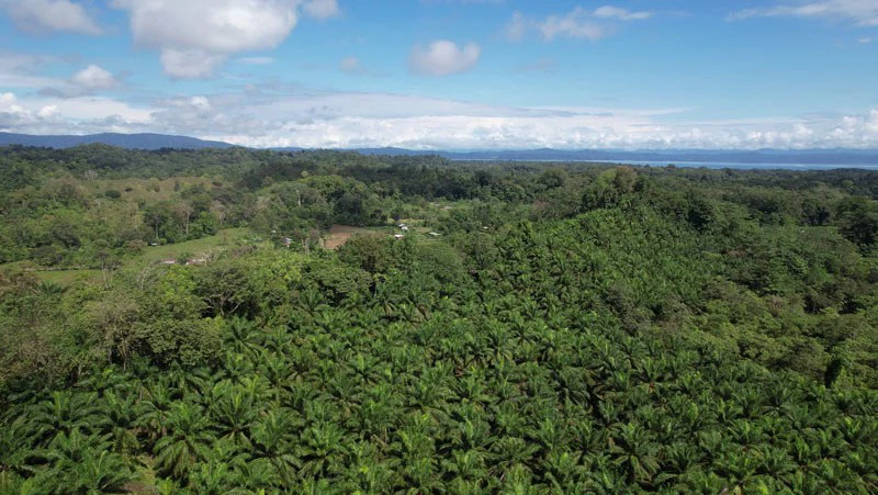 Palm Farm with Ocean View, Ideal for Ecotourism or Residential Development - Gallery image 36
