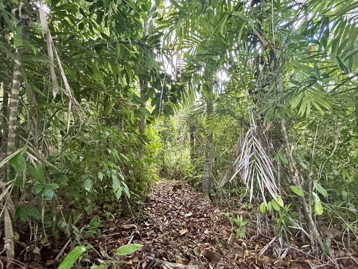 2.4 Acres Building Lot in Osa Peninsula - Gallery image 9