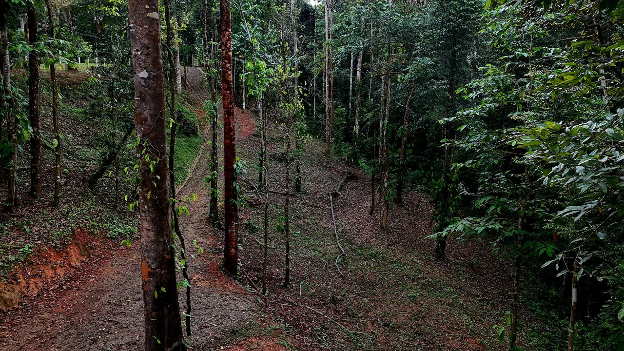 3.75-Acre Jungle Lot with Creek in Ventanas de Osa, Puntarenas - Gallery image 5