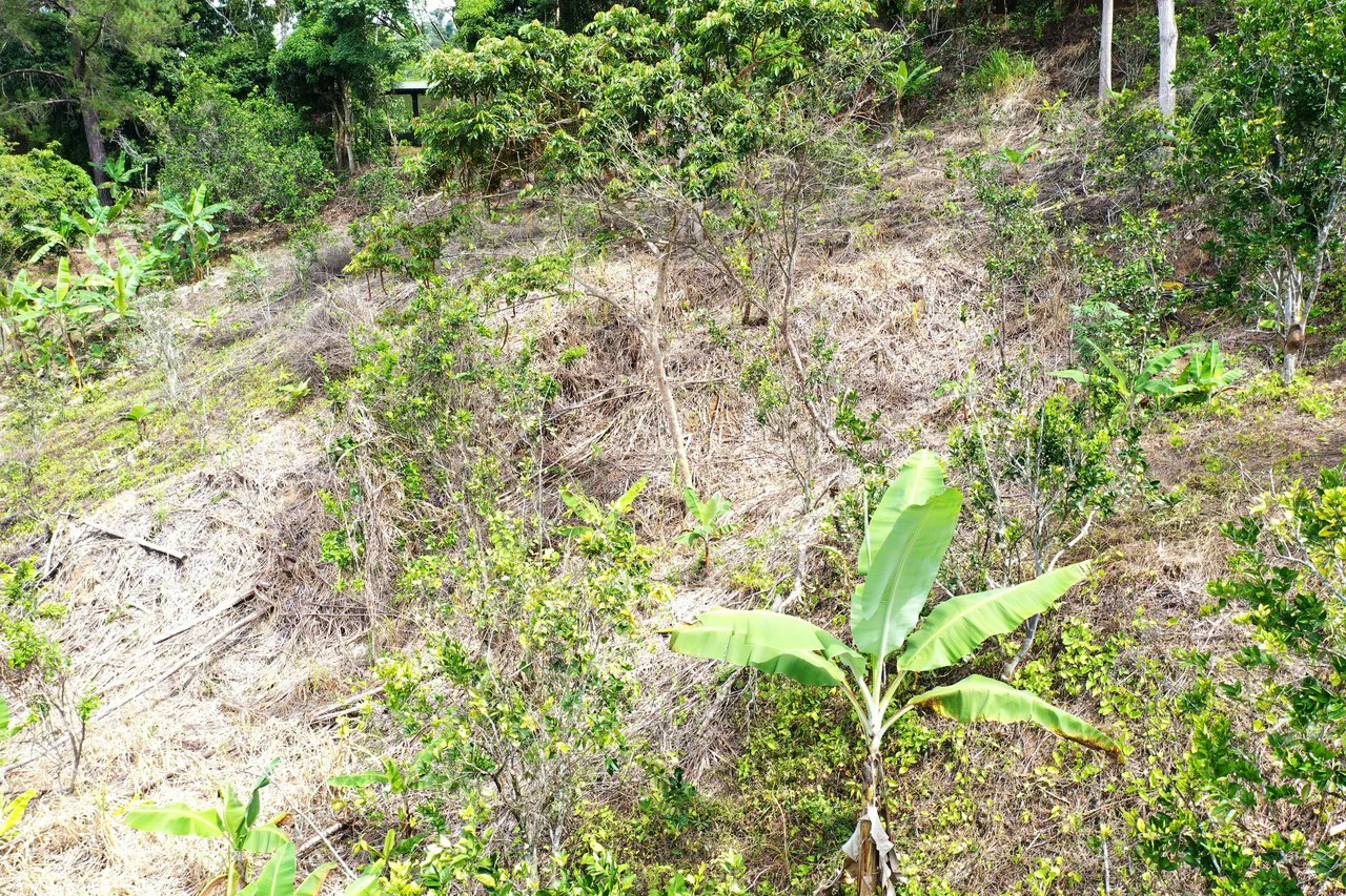 4.6 Acre Tropical Fruit Farm with Elevated Homesite & Valley Views San Isidro - photo 24