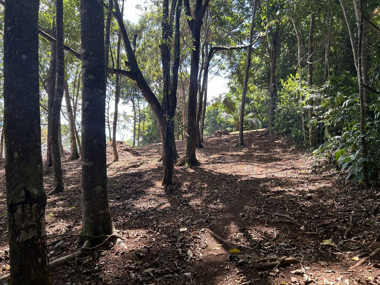 Cabo Matapalo:  3.8 Acre Ocean View Lot In Peninsula De Osa, Golfo Dulce - Gallery image 4