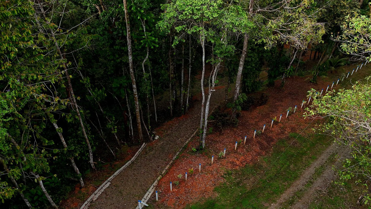 3.75-Acre Jungle Lot with Creek in Ventanas de Osa, Puntarenas - Gallery image 2