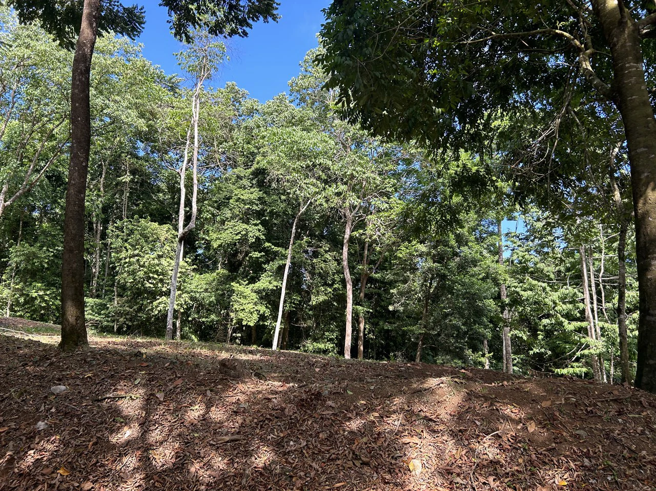 Cabo Matapalo: Jungle View Lot Priced To Sell! - Gallery image 20