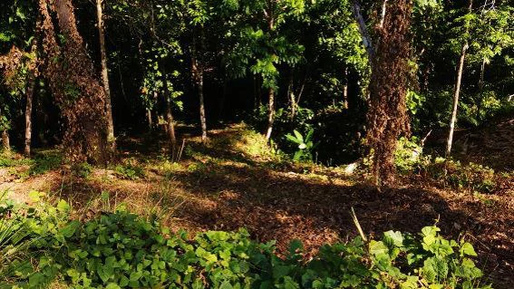 Near the Coast and Mountain Home Construction Site For Sale in Bahía Ballena - Gallery image 2