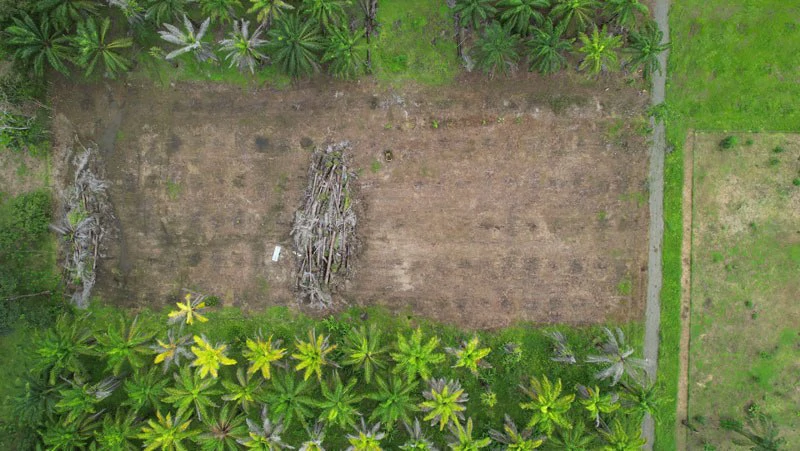 1.45-Acre Lot with Excellent Location in Canaza de Puerto Jimenez - Gallery image 2