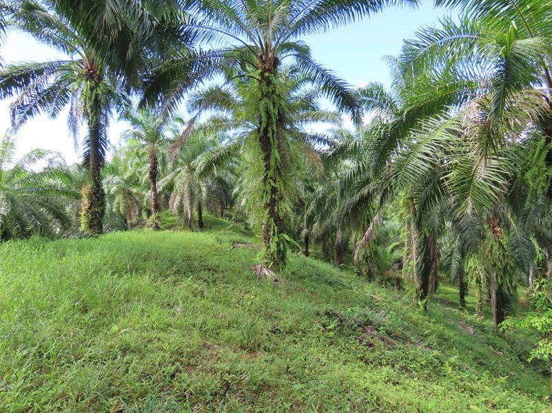 Palm Farm with Ocean View, Ideal for Ecotourism or Residential Development - Gallery image 6