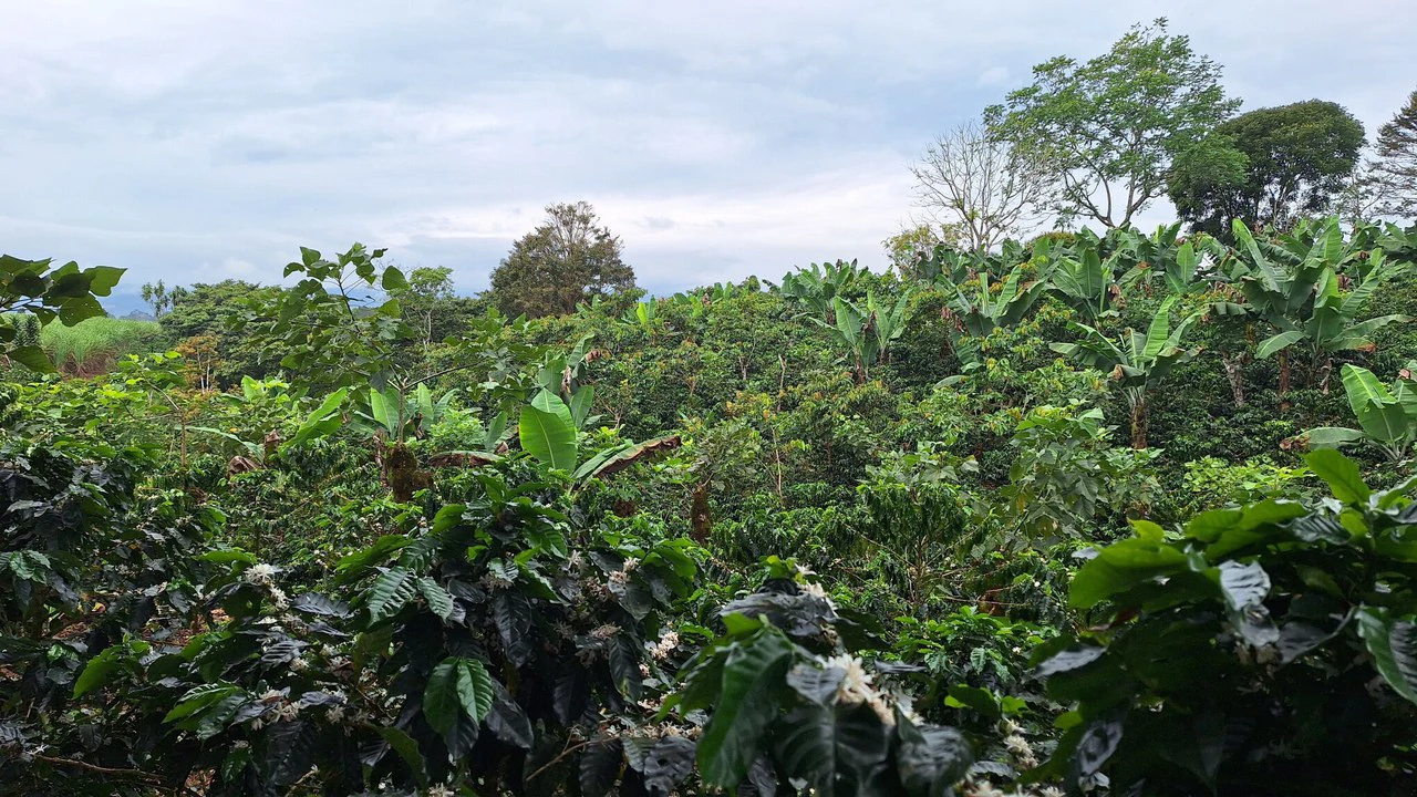 Countryside Home Construction Site For Sale in Santa Elena - Gallery image 6