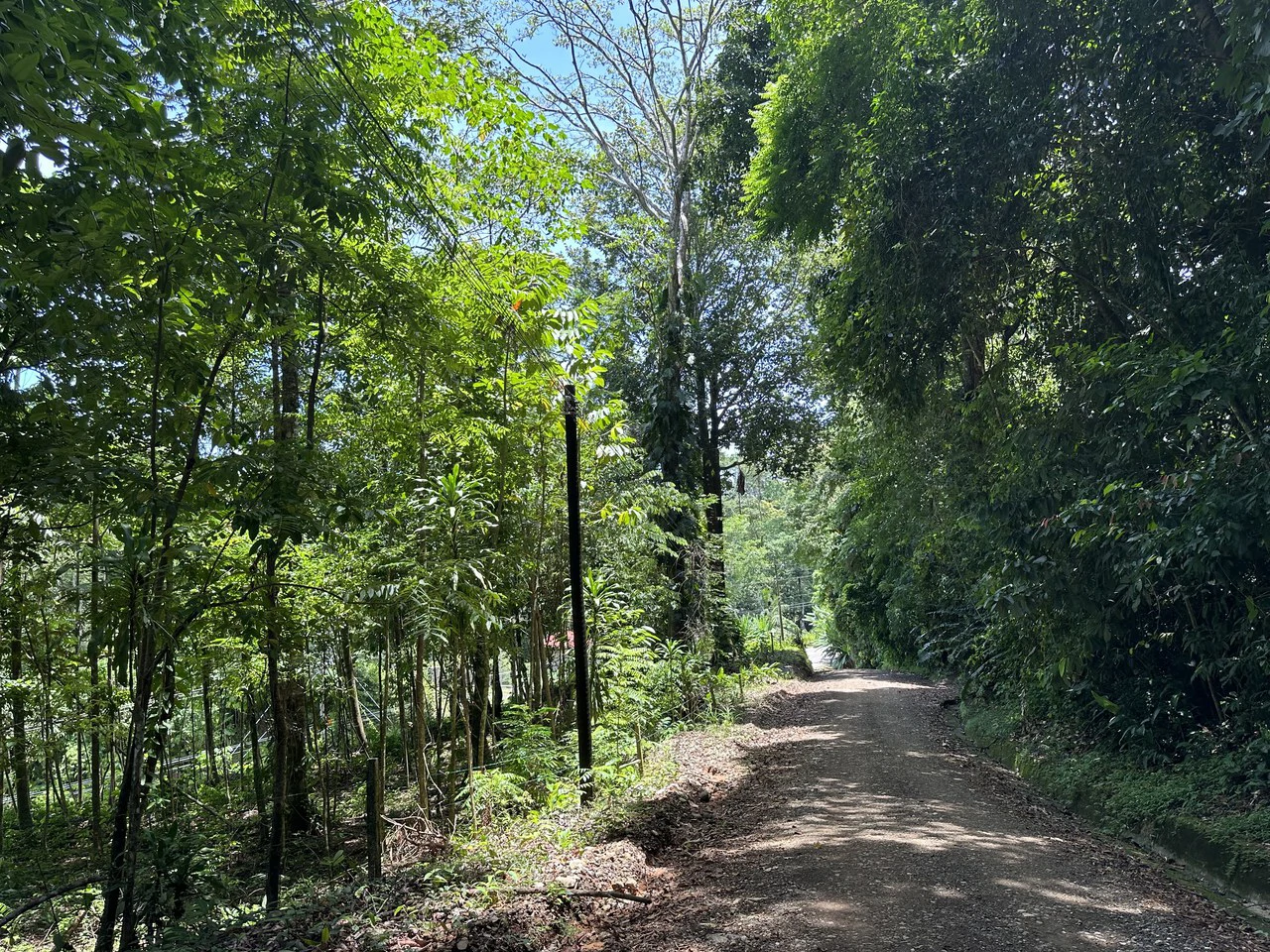1.6 Acres Land Parcel in Ballena, Jungle Views.: Mountain Home Construction Site For Sale in Bahía Ballena - Gallery image 7
