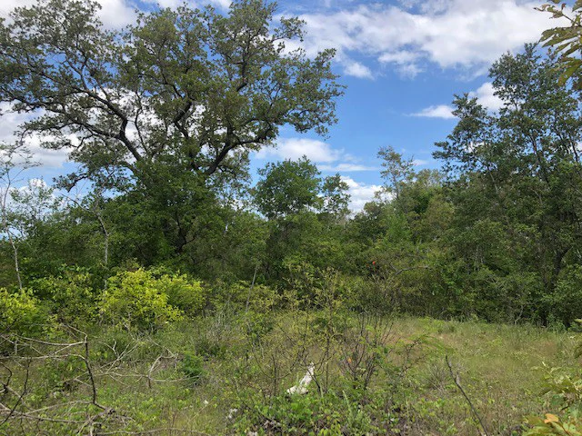 Mountain Farm for Sale in Liberia – Nature, Privacy, and High Investment Potential - Gallery image 11