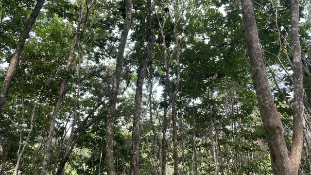 Beautiful Property for Sale in the Mountains of San Juanillo – Prime Land with Building Potential Just 10 Minutes from the Ocean - Gallery image 21