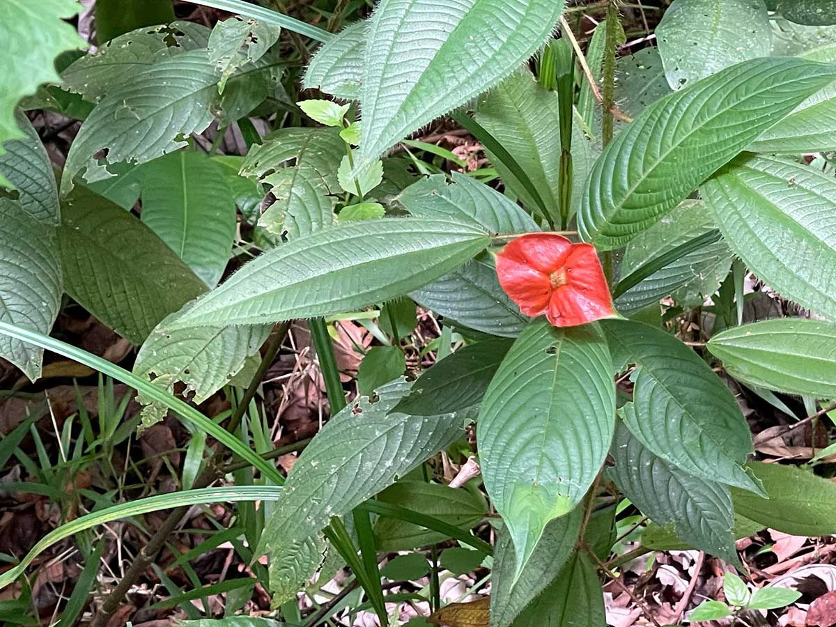 ID 4167: Investment Opportunity: 8-Acre Reforested Mountain Finca in Puriscal - Gallery image 20