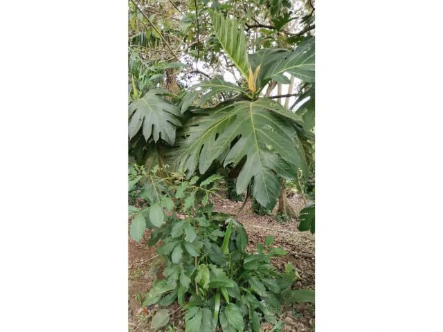 Countryside, Lakefront and Mountain House For Sale in Arenal - Gallery image 17