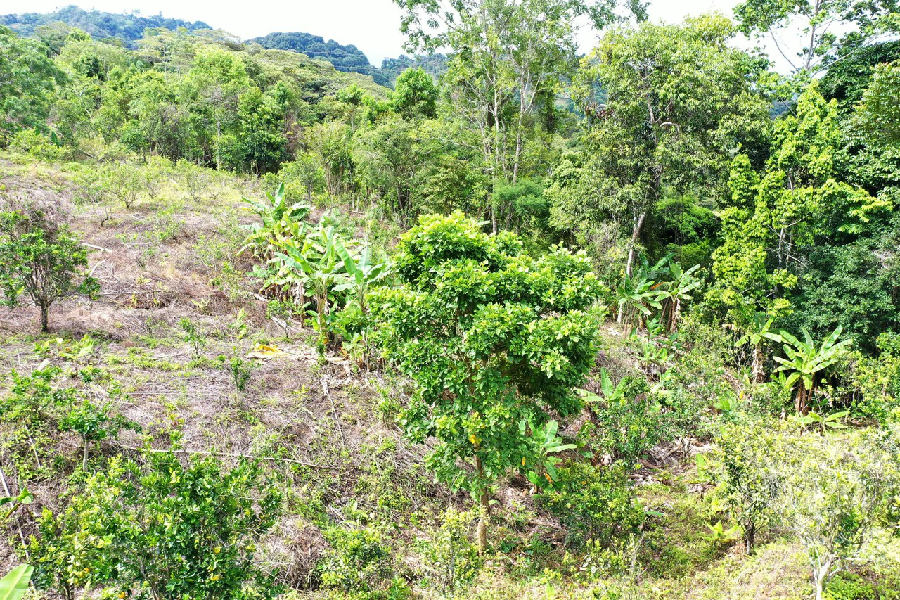 4.6 Acre Tropical Fruit Farm with Elevated Homesite & Valley Views San Isidro - photo 23