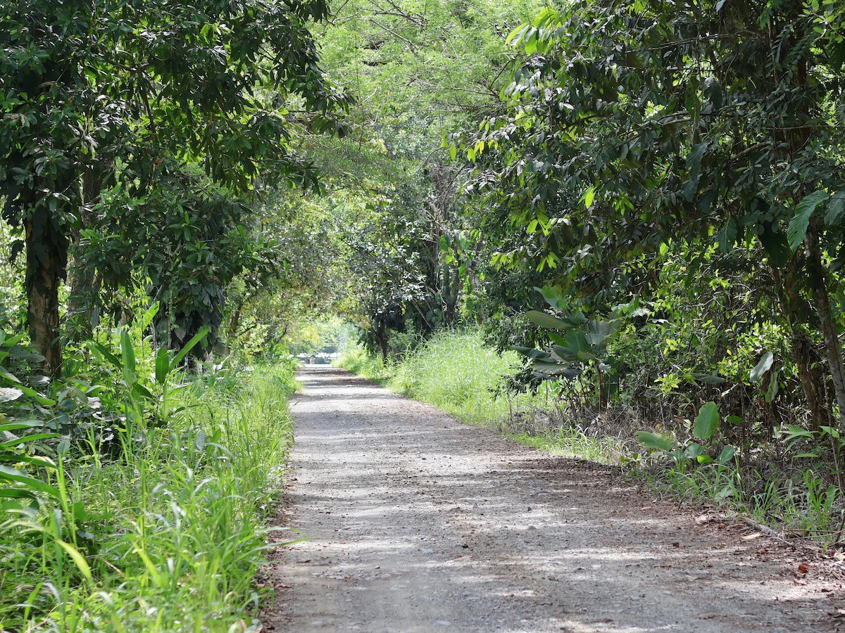 Large Building Lots in Osa Peninsula - Gallery image 5
