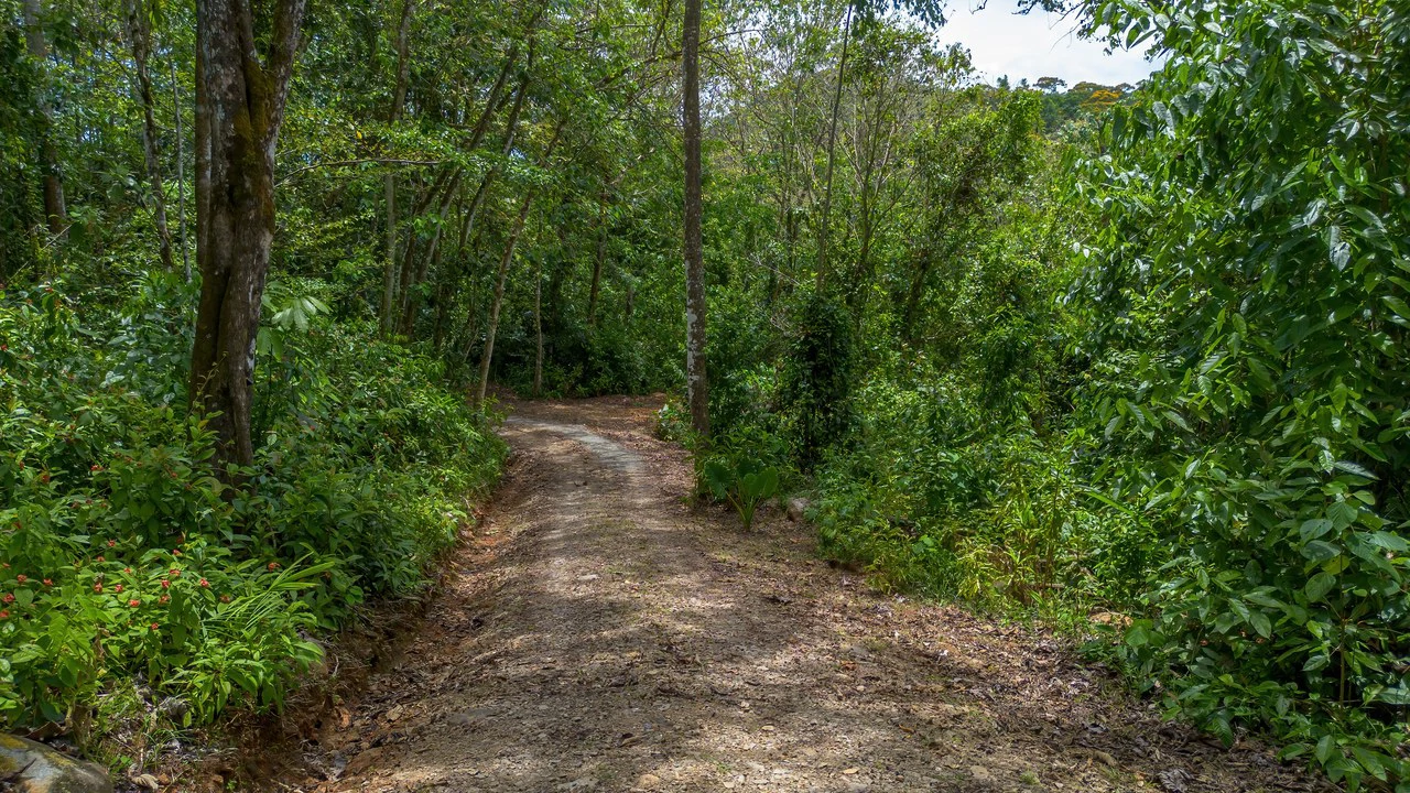 Casa Oropéndula: Modern Jungle Home for Sale Near Dominical, Costa Rica | 3BR, 2.5BA, 3.44 Acres with Creek - Gallery image 50