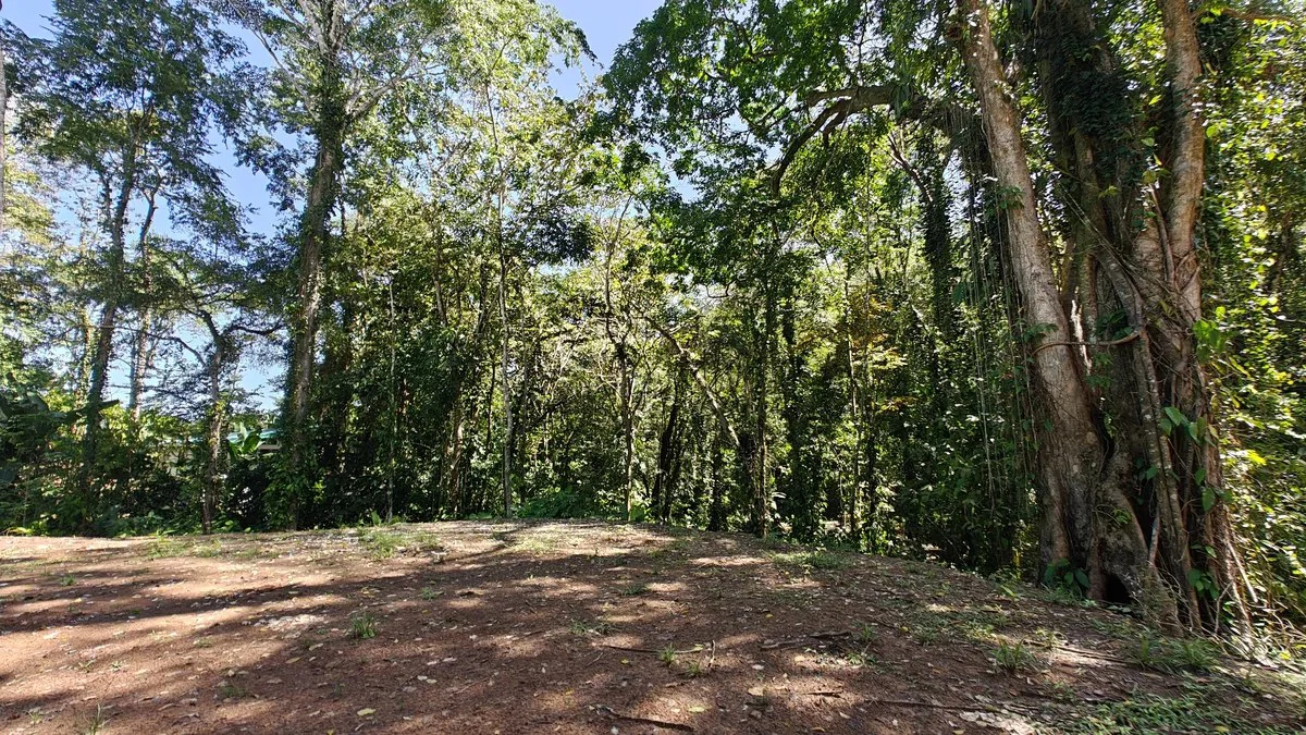 ID 1016: 6974m² Cahuita Titled Jungle Land Near the Beach - Gallery image 2