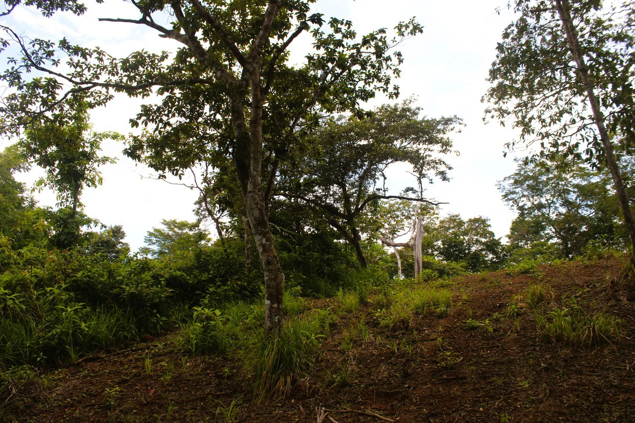 Wildlife Reserve Farm close to Ojochal - photo 4