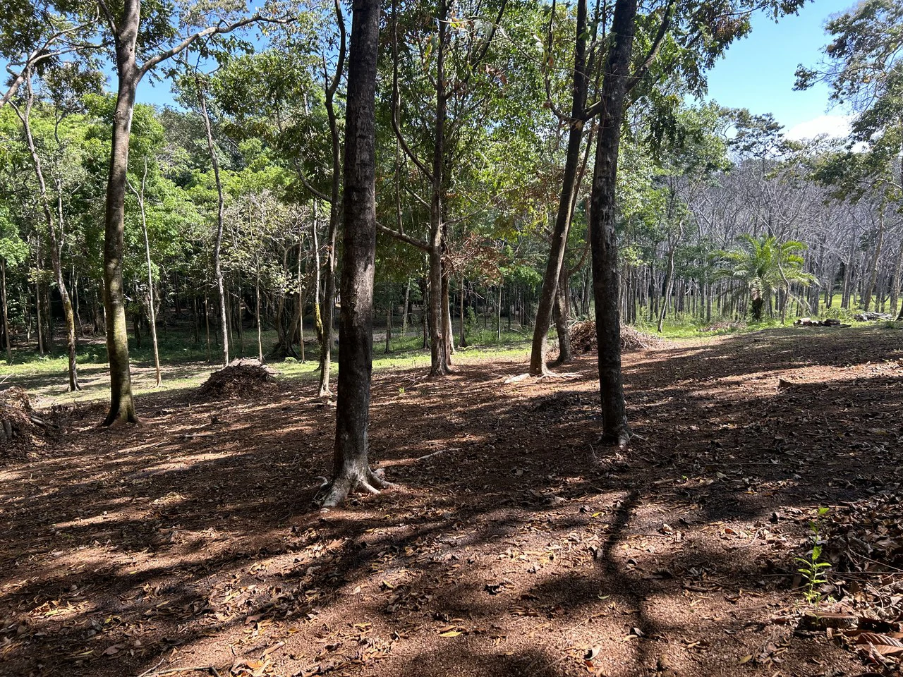 Cabo Matapalo:  3.8 Acre Ocean View Lot In Peninsula De Osa, Golfo Dulce - Gallery image 15