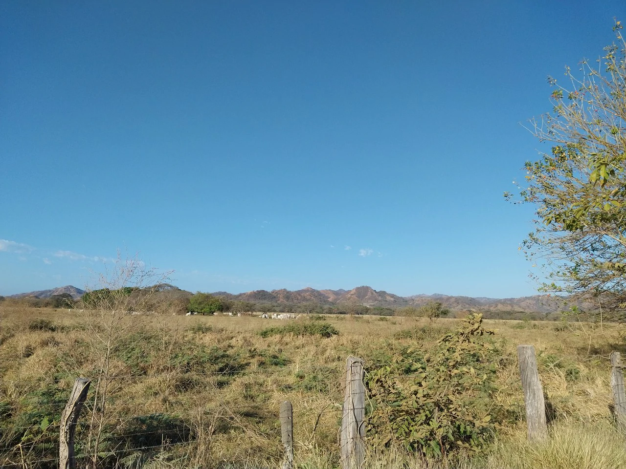 Bonita Finca de 187 Acres / 75 Ha. con Pozos y Ojo de Agua en Filadelfia - Costa Rica: Countryside, Lakefront and Riverfront Agricultural Land For Sale in Fildelfia - Gallery image 10