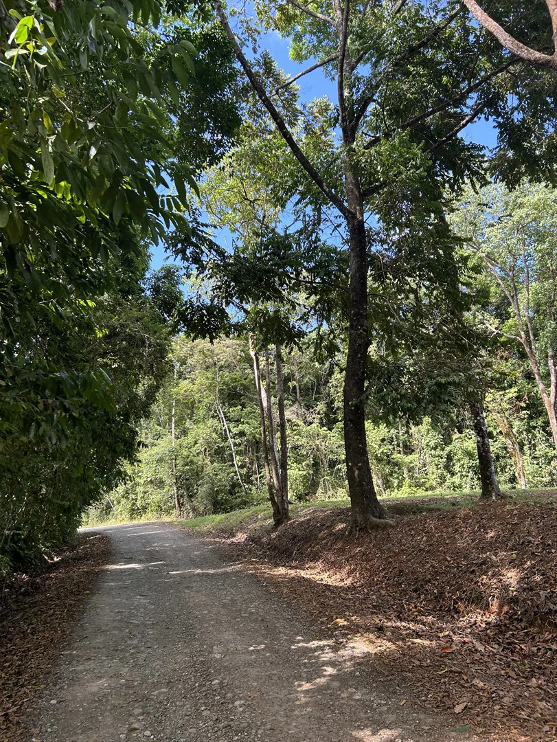 Cabo Matapalo: Jungle View Lot Priced To Sell! - Gallery image 40