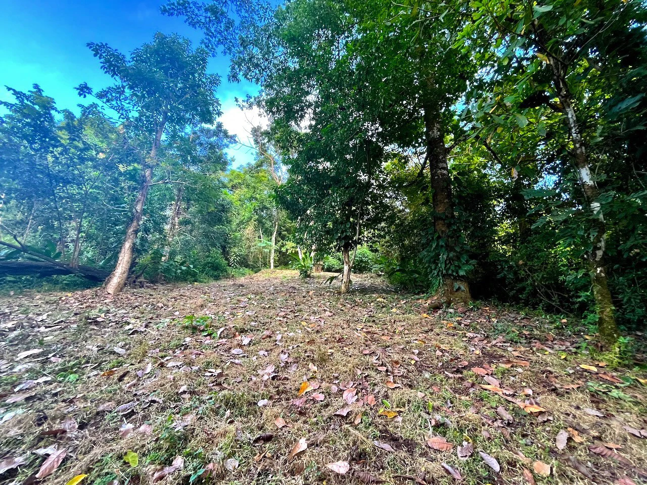 2300m2 Commercial and Residential land steps from the ocean:Surrounded by Nature in  Mal País and 10 min from Santa Teresa - Gallery image 4