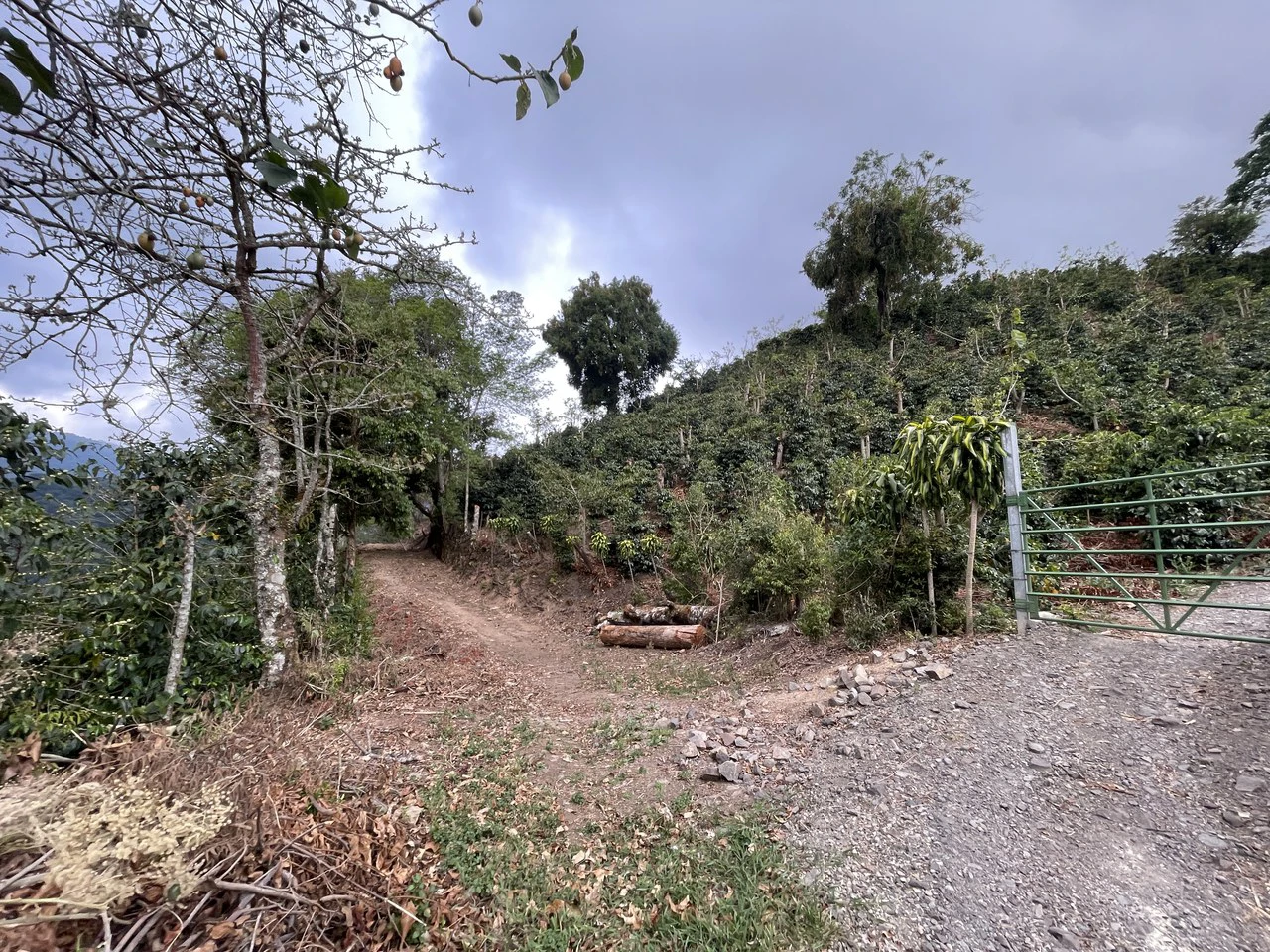 Copey Dota: Coffe farm for Sale in Copey de Dota - Gallery image 9