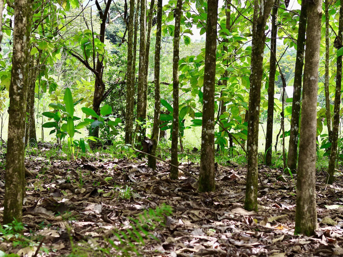 Large Building Lot Near Puerto Jiménez - Gallery image 14