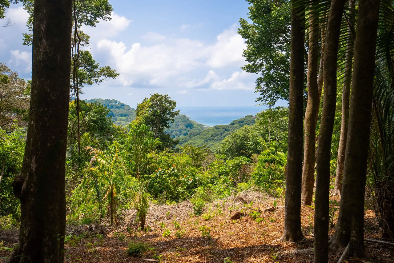 Rare 86-Acre Ocean View Estate Bordering Hacienda Barú – A Unique Opportunity for Conservation and Development - Gallery image 39