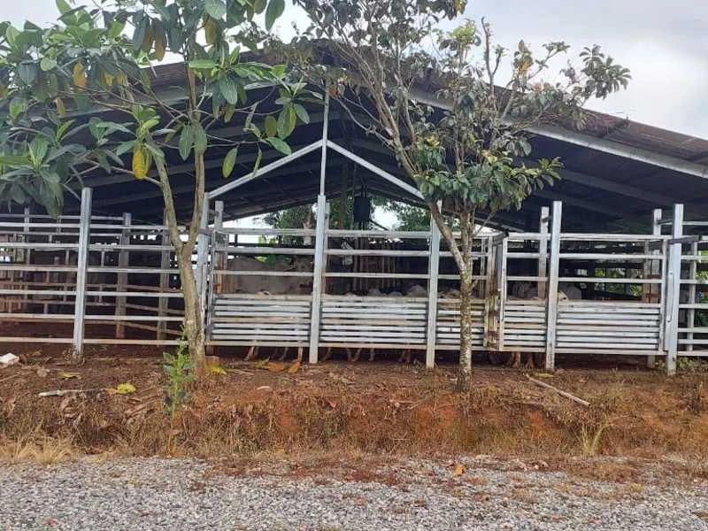 Livestock Farm | Titled property located in Santa Eduviges - Gallery image 26