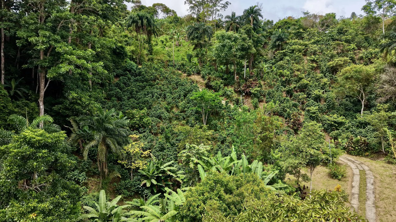 FINCA CON CASA Y MIRADOR: Mountain Agricultural Land For Sale in La Amistad - Gallery image 6