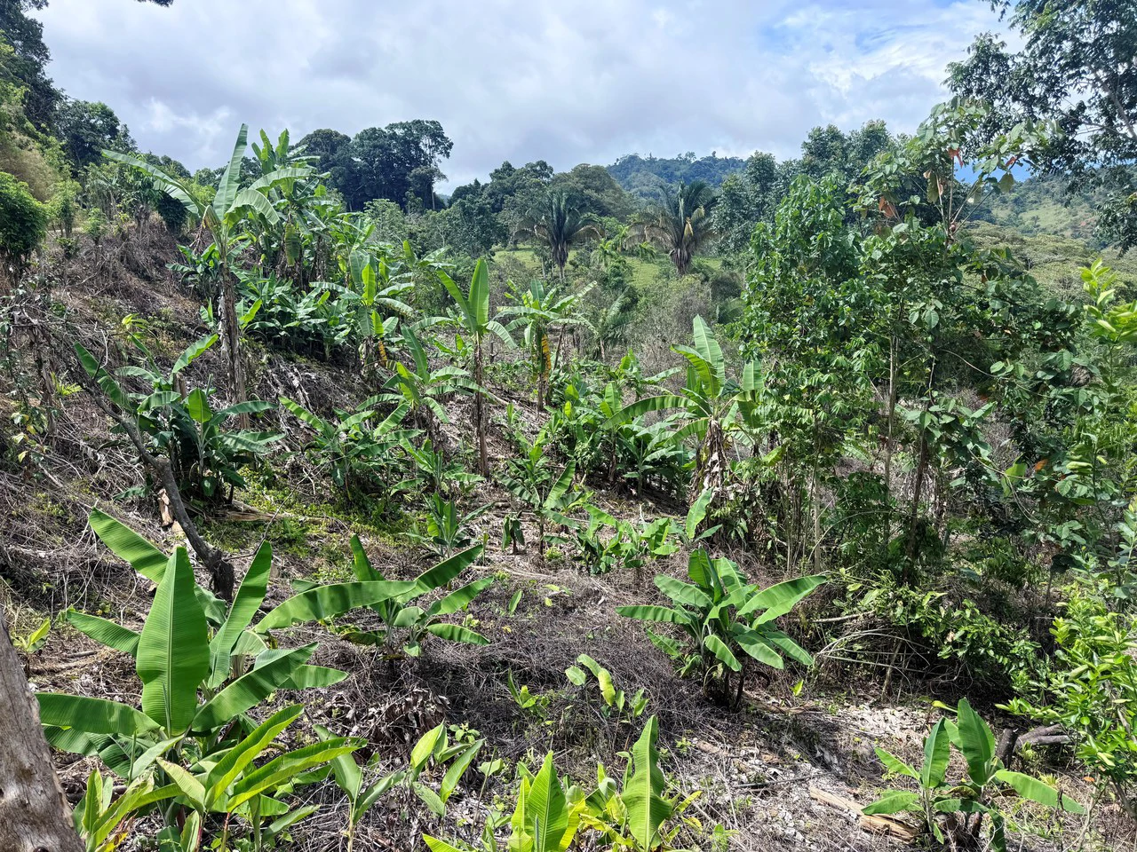 4.6 Acre Tropical Fruit Farm with Elevated Homesite & Valley Views San Isidro - photo 13