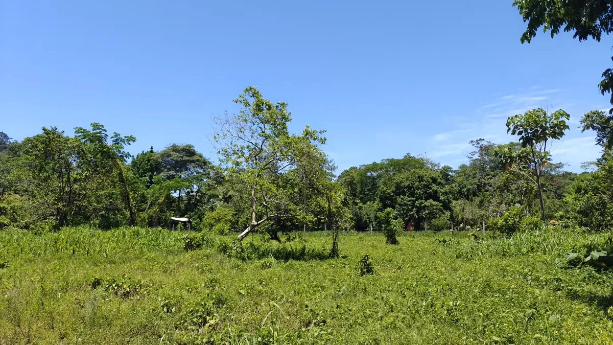 ID 924: El Cortijo: El Cortijo - Residential Lots for Sale in Hone Creek Near Puerto Viejo - Gallery image 13