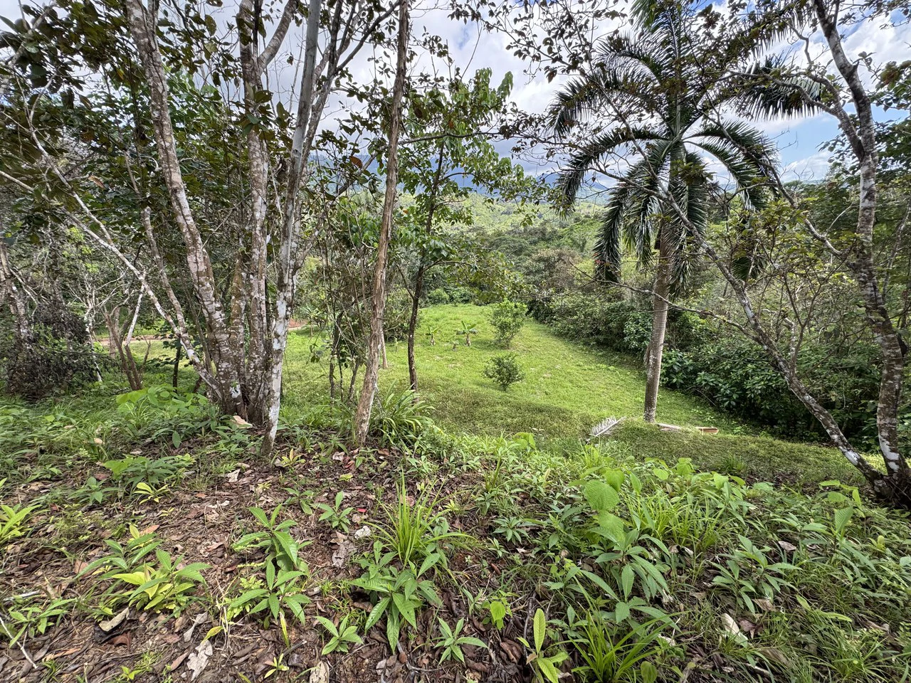 12 Acre Farm in Private Agricultural Community South of Ojochal - Gallery image 11