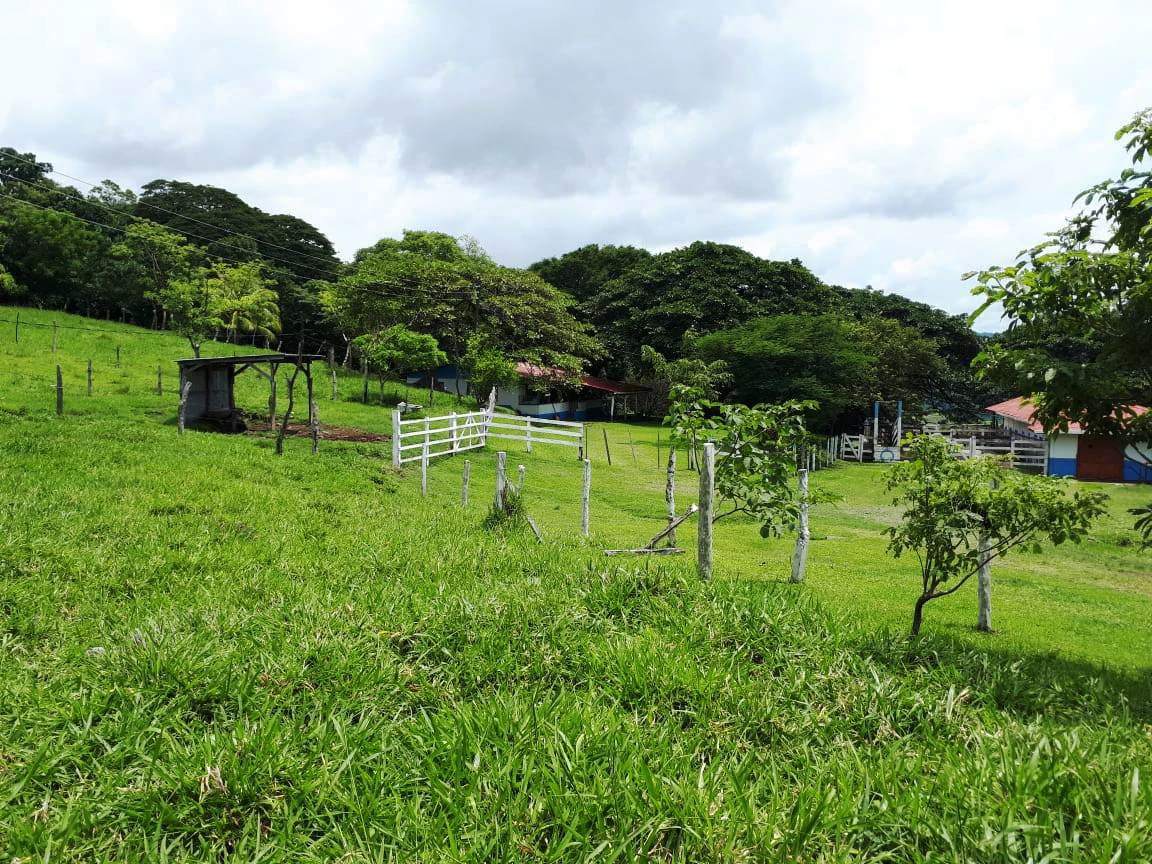 HACIENDA LOMBARDIA : Fully Operating Livestock Business - Gallery image 43