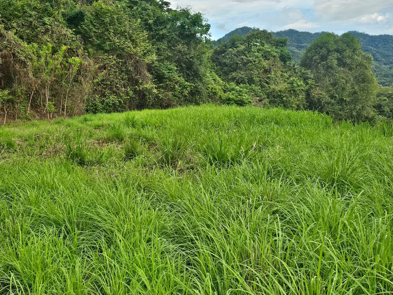 Ocean View Lot for Sale Guanacaste Costa Rica San Miguel Beach Tittled - Gallery image 15