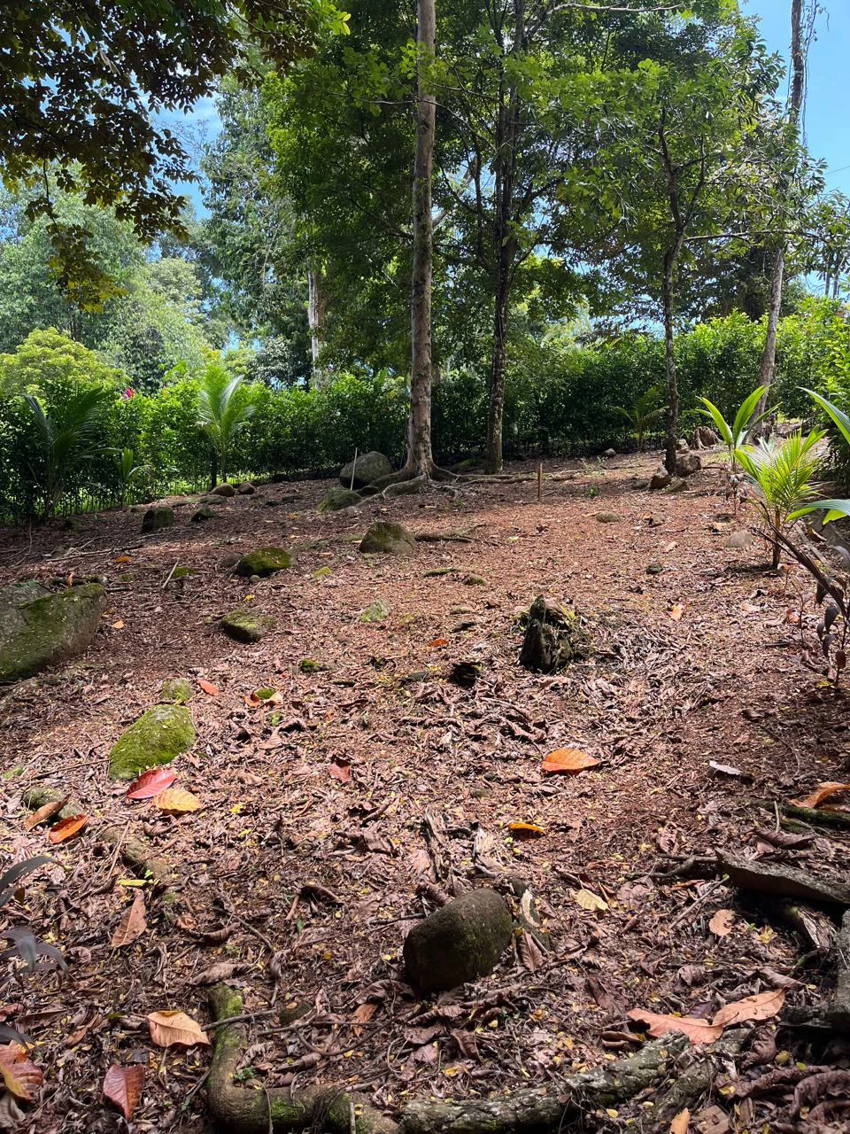 Turnkey Jungle lot in Downtown Uvita - Gallery image 5