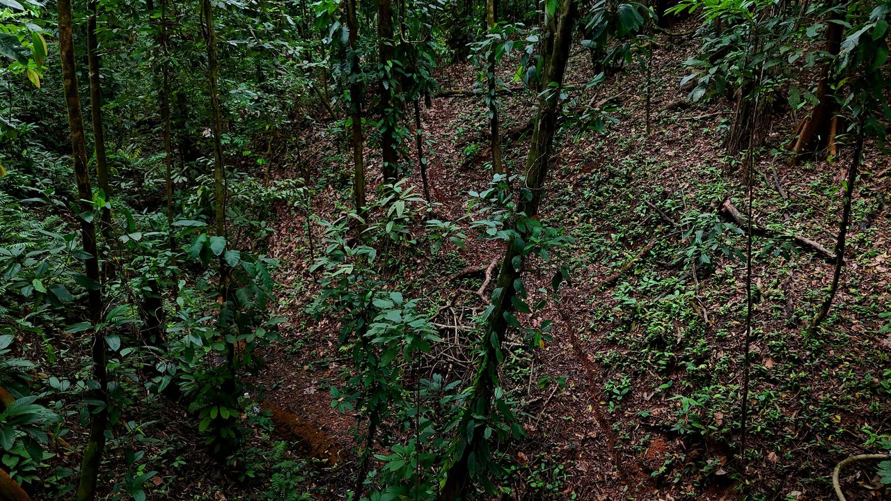 3.75-Acre Jungle Lot with Creek in Ventanas de Osa, Puntarenas - Gallery image 8