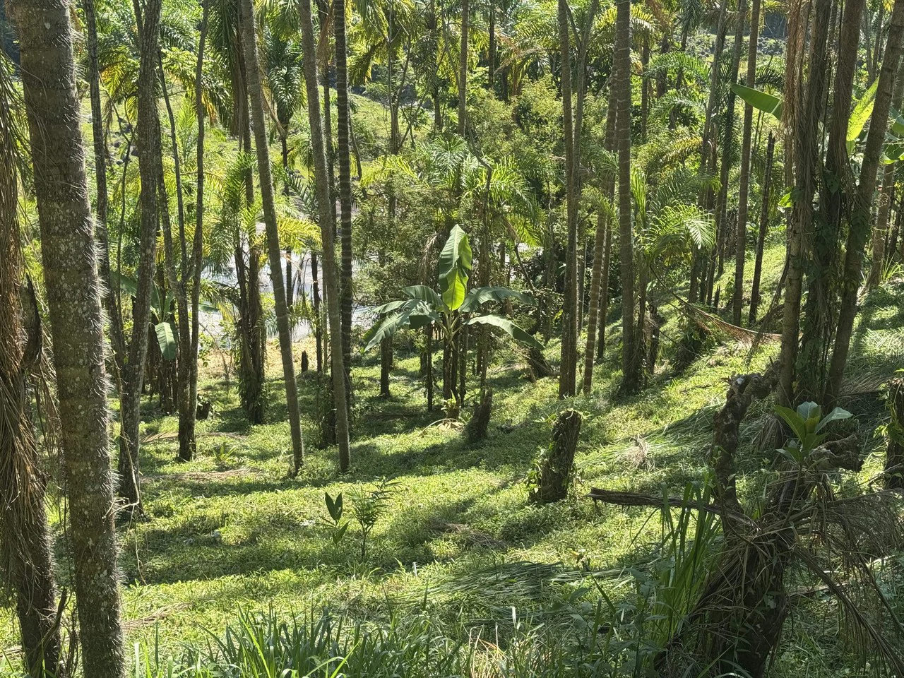 8 Acre Riverfront Sanctuary in San Pedrito Pérez Zeledón - Gallery image 18