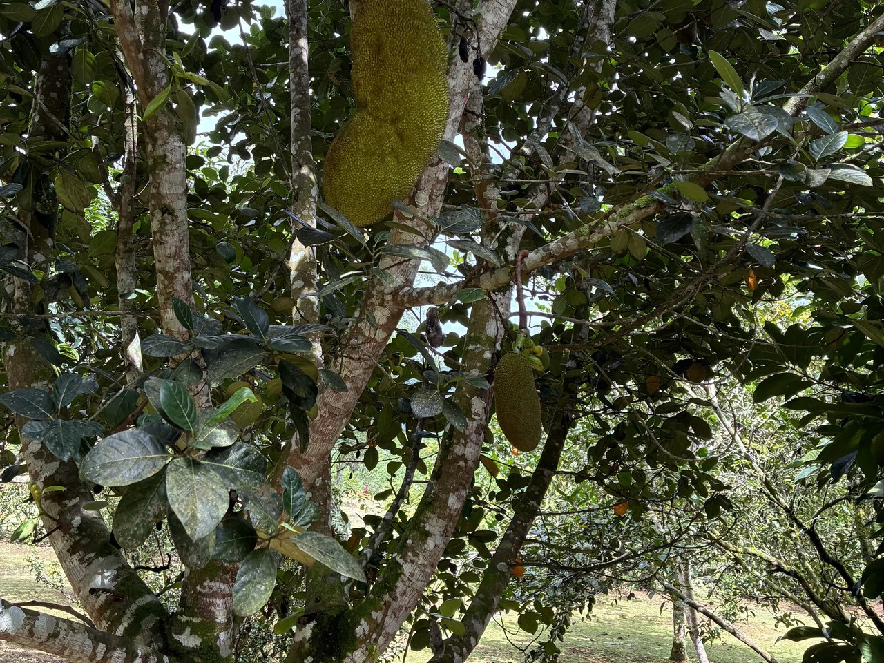 Building Lot 2O minutes from San Isidro with Fruit Trees and Views - Gallery image 9