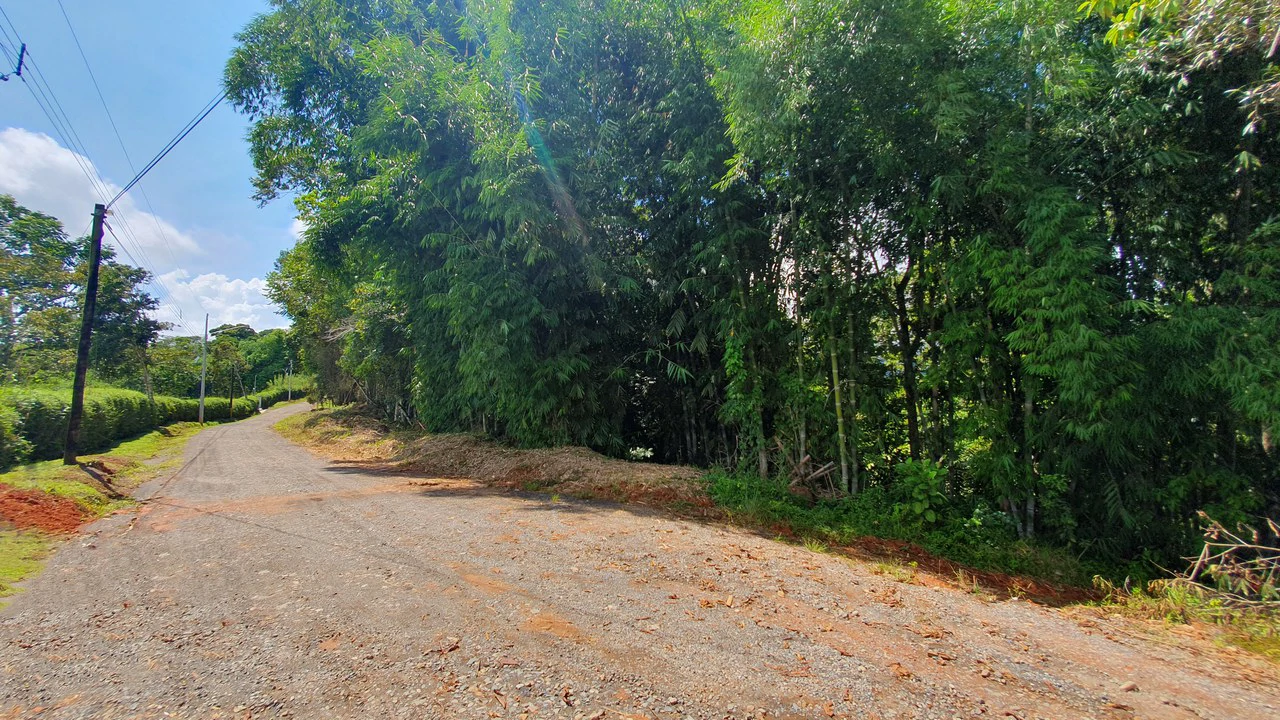 Property #1 with Bamboo Plantation, Development Opportunity (Residential, Hotel, and Industrial). - Gallery image 3