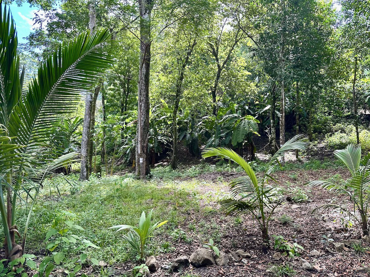 Beautiful Lot in Matapalo Osa Peninsula - Gallery image 8