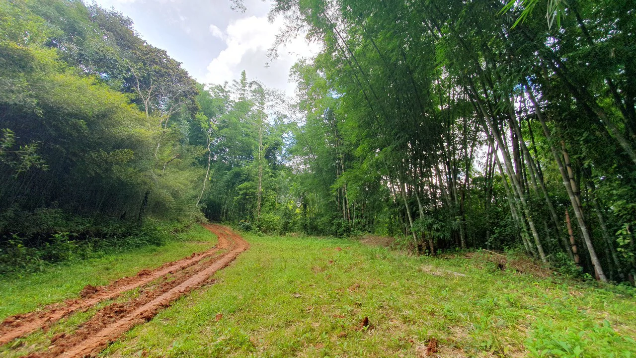 Property #1 with Bamboo Plantation, Development Opportunity (Residential, Hotel, and Industrial). - Gallery image 15