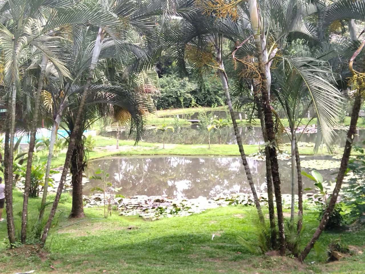 Pristine Business for Sale in Santo Domingos Forest, 3 cabins surrounded by wild nature, Tilapia lake with a dock, and a Restaurant - Gallery image 15