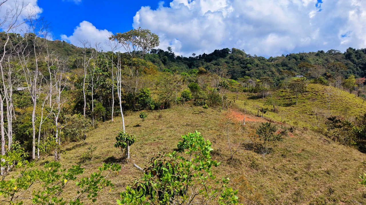 2.8 HA FARM FOR SALE IN SAN LUIS DE MORETE | MOUNTAIN VIEWS AND NEAR THE OCEAN - Gallery image 23