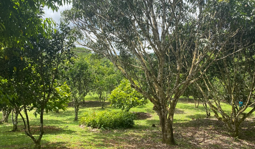 1.9 ACRES – Very Usable Flat Land Divided By An Across Running Creek, Tons Of Fruit Trees Plus Woods In The Back!!! - Gallery image 10